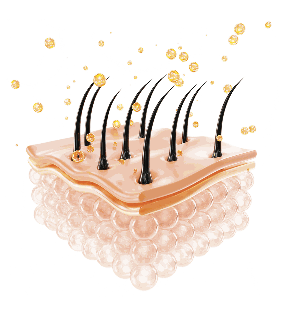 Illustration of nutrients penetrating the scalp and hair follicles